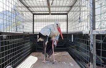 Artvin'de tedavi edilen leylek doğaya salındı