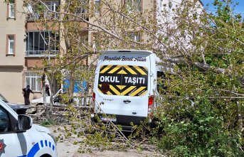 Bafra'da kesilen ağaç elektrik telini koparıp bir aracın üzerine düştü