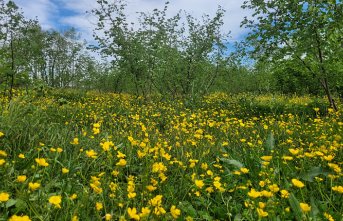 Çarşamba Ovası'nda fındık bahçeleri sarıya boyandı