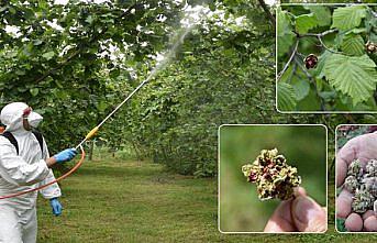Fındıkta “kozalak akarı“ uyarısı