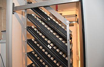 Gümüşhane'den 15 şehre keklik gönderilecek