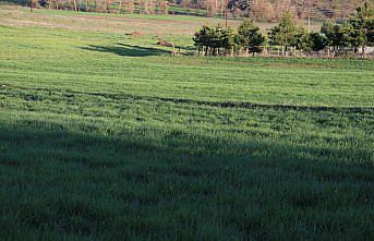 Karabük'te 195 bin dekar alana hububat ekildi