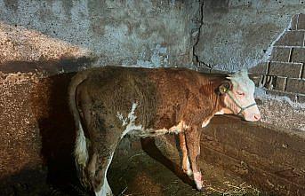 Kastamonu'da su kanalına düşen ineğin sahibi kulak küpesinden belirlendi