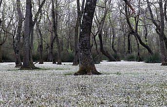 Kızılırmak Deltası'nda “su papatyaları“ açtı