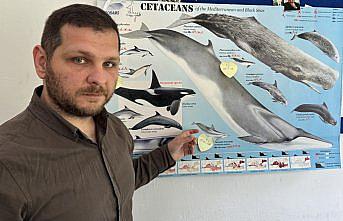 Sinop kıyıları yaklaşık 1500 yunusa ev sahipliği yapıyor