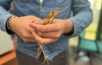 Trabzon'da bitkin bulunan balaban kuşu koruma altına alındı