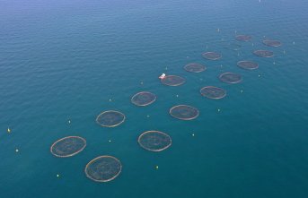 Türk somonu ihracatında hedef, pazar çeşitliliğini artırmak