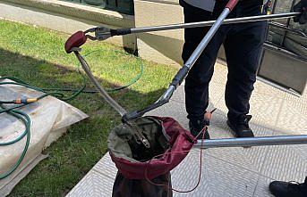 Bolu'da bahçede yakalanan yılan doğaya salındı