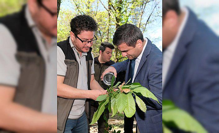 Bozkurt ilçesinde kestane ormanlarına “Torymus sinensis“ böceği salındı