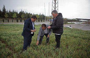 Çorum'da başlayan yağışlar çiftçileri umutlandırdı