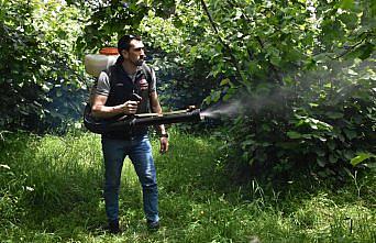 Fındık üreticileri bahçelerde hasat sezonu öncesi hazırlık yapıyor