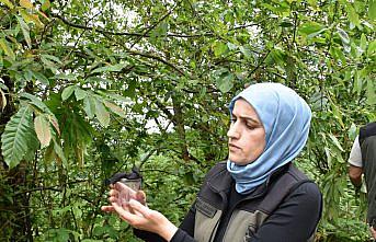 Giresun'da kestane ormanlarına gal arısıyla mücadele için faydalı böcek salındı