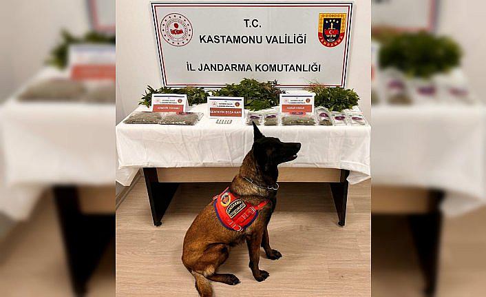 Kastamonu'da arazisinde 371 kök kenevir bulunan zanlı tutuklandı