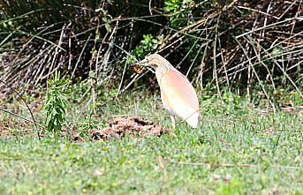 Kıyı erozyonu Kızılırmak Deltası'nın geleceğini tehdit ediyor