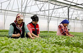 Ordu'da üreticilere 300 bin fide dağıtılacak