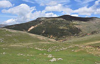 Ordulu çobanların 4 gün sürecek yayla yolculuğu başladı