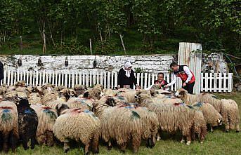 Ordulu kadın devlet desteğiyle sürü sahibi oldu