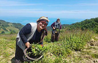 Yakakent'te Anadolu adaçayının hasadına başlandı