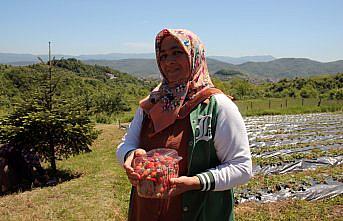 Zonguldak'ta coğrafi işaret belgeli “Osmanlı çileği“nin hasadı başladı