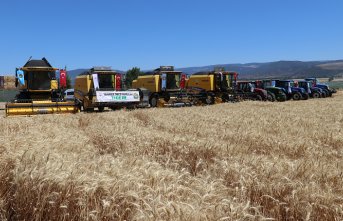 Amasya'da hububat hasadına başlandı