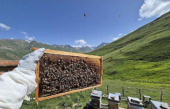 Dünyaca ünlü Anzer balının üretimi için petekler mühürlendi