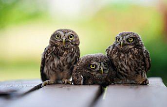 Düzce'de “uçuş provası“nda kaybolan kukumav yavruları korumaya alındı