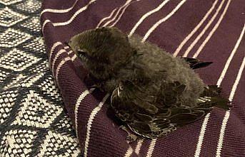 Karabük'te bitkin halde bulunan ebabil yavrusu korumaya alındı