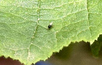 Trabzon, Ordu ve Giresun'da doğaya samuray arı salındı