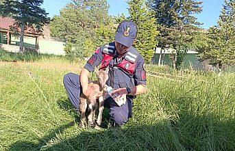 Giresun'da yaralı bulunan dağ keçisi yavrusu koruma altına alındı