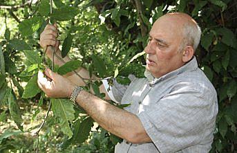 Sinop'ta mevsim şartları sayesinde kestanede verimli sezon bekleniyor