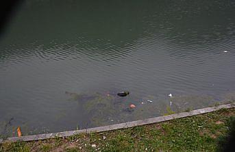 Trabzon'da göl kıyısına devrilen elektrikli golf aracındaki turist yaralandı