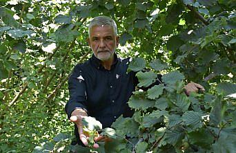 Üreticilere hasat öncesi “fındığı daldan değil yerden toplayın“ tavsiyesi