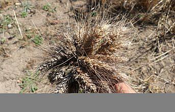 Karabük'te deneme amacıyla ekilen ata tohumu buğdaydan 1'e 16 verim alındı