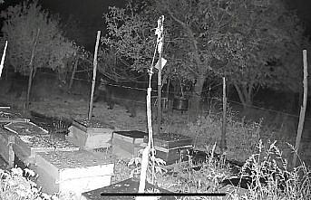 Bolu'da kovanlardan bal yemek isteyen ayıların elektrikli tel engeline takılması kamerada