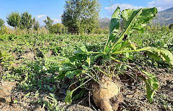 Çorum Ortaköy'de şeker pancarı hasadı başladı