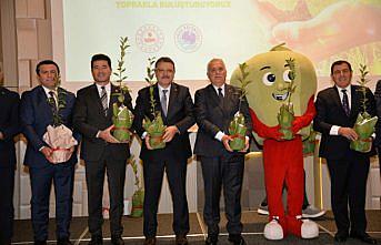 Trabzon'da 5 bininci Yomra elması fidanı dikildi