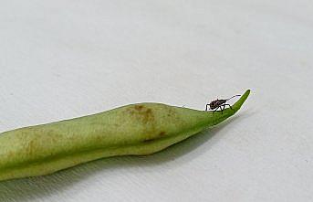 Zararlı böcekler için örümcek zehri ve RNA'dan prototip tarım ilacı üretildi