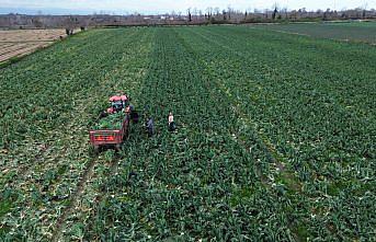 Bafra Ovası'nda karnabahar hasadı devam ediyor