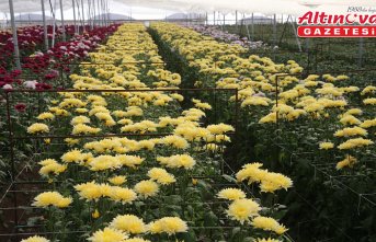 Çiçek sektörü 2024'te Tokat ekonomisine yaklaşık 100 milyon lira katkı sundu