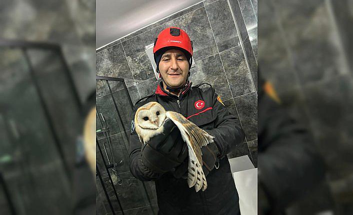 Ordu'da evin banyosuna giren baykuşu itfaiye çıkardı
