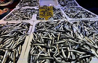 Trabzon'da mezgit ve istavritin kilogramı 150 liradan satılıyor