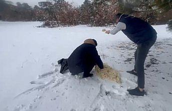 Hamamözü'nde yaban hayvanları için doğaya yem bırakıldı