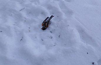 Havai fişek gösterileri ekosisteme ciddi zararlar veriyor