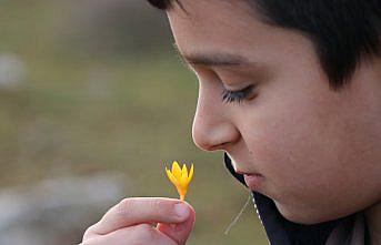 Karabük'te çiğdemler erken çiçek açtı