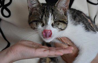 Polis çift ikisi engelli 3 kediye evini açtı