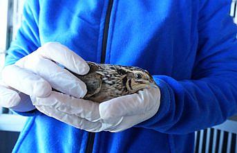 Samsun'da tedavisi tamamlanan 120 yabani hayvan doğaya bırakıldı