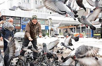 Terme Belediyesi kar nedeniyle yiyecek bulamayan hayvanları besliyor