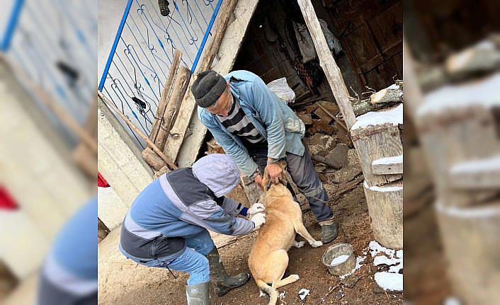 Yığılca'da sahipli hayvanları aşılama ve kimliklendirme çalışmaları sürüyor