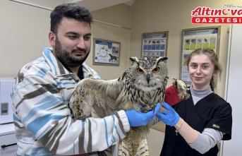 Artvin'de yaralı puhu tedaviye alındı