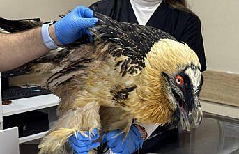 Artvin'de kanadı ampute edilen sakallı akbaba hayvanat bahçesine gönderilecek